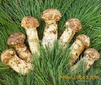 Matsutake