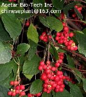 Schisandra Extract