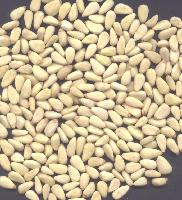 Pinenut kernels