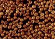 High quality brine shrimp eegs