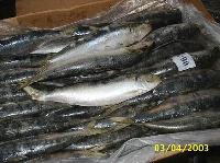 Sardine