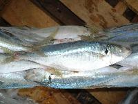 Horse mackerel