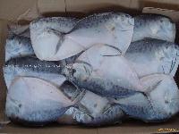 moonfish (latin name: mene maculata)