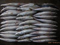 mackerel seafood aquatic products