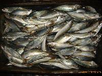 common mackerel horse mackerel