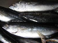 bonito