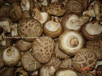 2L Fresh shiitake