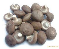 Fresh mushroom