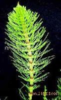Horsetail Extract