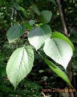 Mulberry Leaf Extract