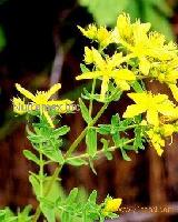 St John's Wort Extract Hypericin
