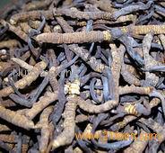 Cordyceps Extract