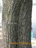  White   Willow   Bark   Extract 