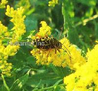 Golden Rod P.E.