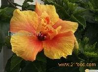 Hibiscus extract