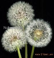 Dandelion P.E.