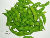 Green soybean