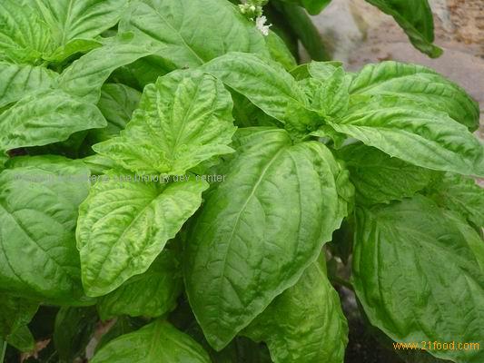 Sweet Basil Leaf China zhong liu price supplier 21food