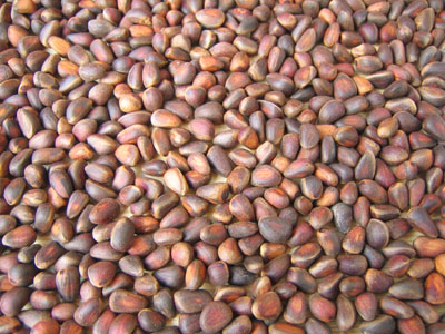 SIBERIAN PINE NUT IN SHELL
