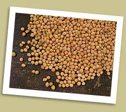 Yellow Brown Mustard Seed Products India Yellow Brown Mustard Seed Supplier