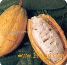 Cocoa Beans
