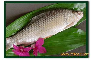 Dace Fish