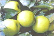 sell snow pear