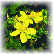 St. Johns wort P.E.