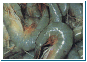 Chinese Prawn