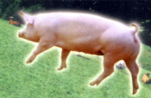 LIVE   PIGS 