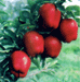 New red star apple