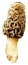 Morchella conica