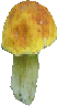 Boletus Edulis