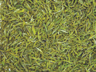  Huangshan   Maofeng  Tea