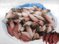 ZINGIBER MIOGA