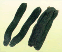 SALTED   CUCUMBER 