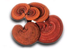 Reishi Mushroom Powder