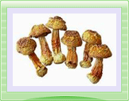 Agaricus Blazei Murill Powder