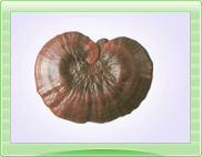  Ganoderma   Lucidum   Powder 