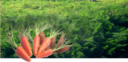 Raw material-carrot
