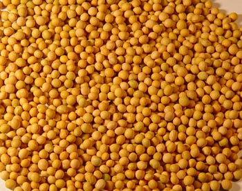 HeFengNo.25Yellow Soyabeans