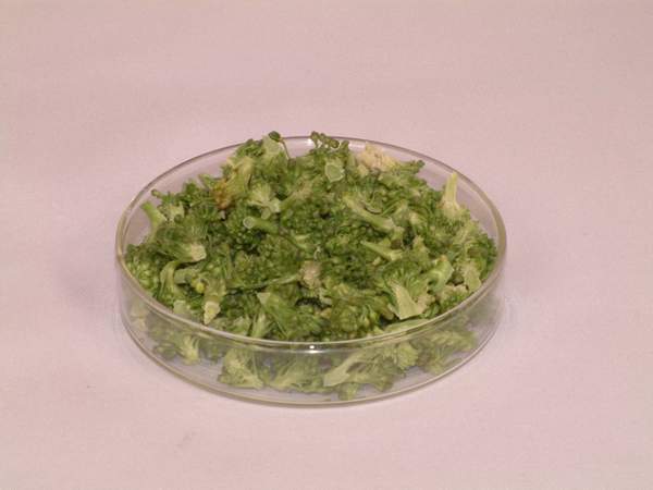 Freeze  Dried   Broccoli 
