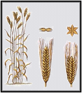Dietary Barley Fibre