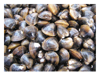 Frozen Small Clam
