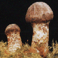 Trichotoma matsutake