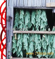 Tobacco Flavorists