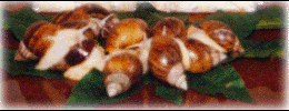 White Bowlder Snail