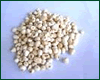 PINELLIAE TUBER