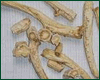 PLATYCODI RADIX