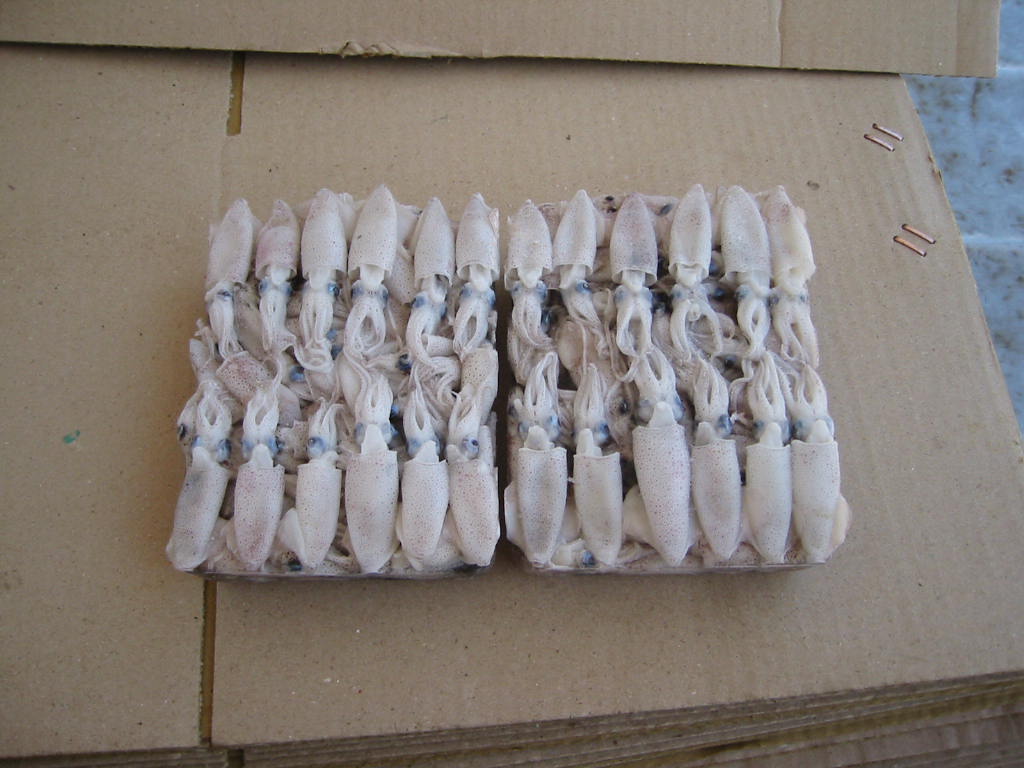 Block frozen baby squid(Latin name: Loligo Japonica) products,China ...